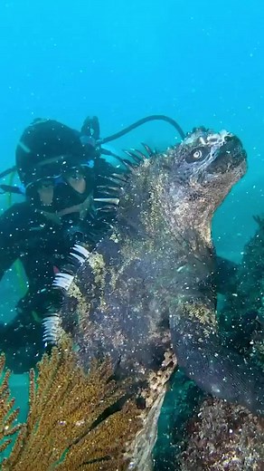 4.5K views · 20 reactions | Marine iguanas are the only marine lizard species in the world, found only in Galapagos Island | Seazone Innovative | Facebook