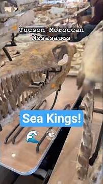 Multiple Moroccan Mosasaur Skulls! #Mosasaurus #Paleontology