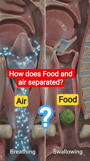 how is food and air separated? what saves your life #facts #anatomy #humanbody