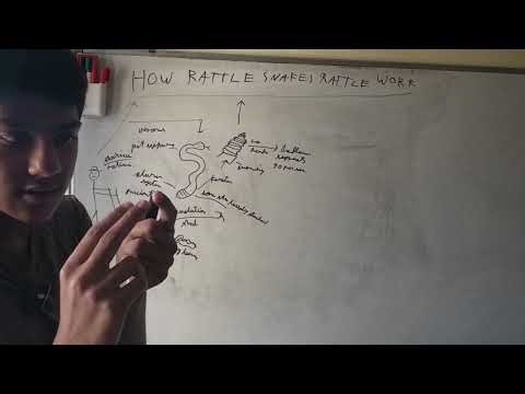 How Do Rattlesnakes Make That Sound? Explained Simply!