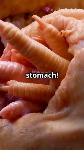 How the Chicken Digestive System Works | Amazing Poultry Anatomy Explained!#viralshorts #trending