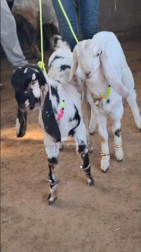 Chepest price mewati & gulabi kids Mauaima bakra mandi #shorts