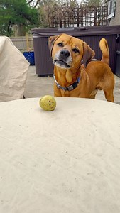 SWOON! What’s the cutest thing your dog does?! This one has me head over heels 😍 And, do you think dogs are better (and more polite) than humans? Sometimes I look at him and really can’t help but think so… #mykomushroom . . #cutedog #dog #dogsofinstagram #rescuedog #puppydog #dogstagram #weratedogs #happydog #dogmom #ilovemydog #doglife #dogs #doggo #gooddog | Myko Mushroom