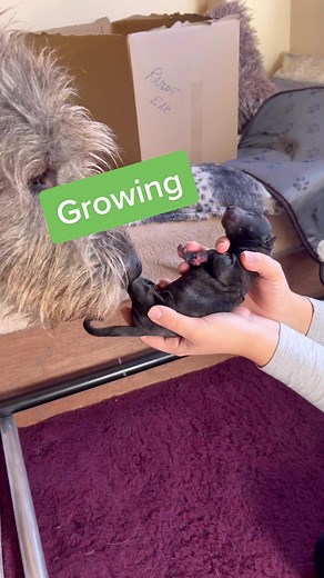 2 Weeks Growth of a Newfoundland Irish Wolfhound Mix