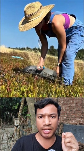 How Wild Blueberries Are Grown and Harvested