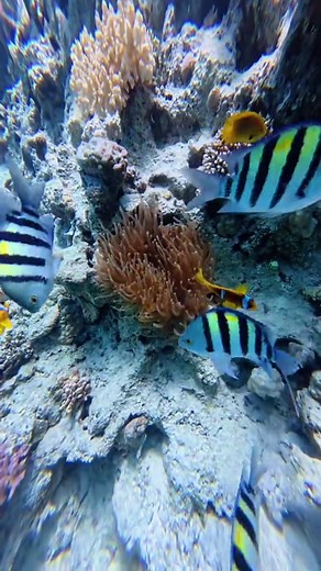 🌊✨La Mer Rouge, un paradis pour les✨🌊 plongeurs Entre eaux cristallines, récifs coralliens spectaculaires et une vie marine exceptionnelle, la Mer Rouge est tout simplement l'un des meilleurs spots de plongée au monde🤿🪸🐠 Que vous soyez débutant ou plongeur confirmé, explorez des fonds marins colorés, nagez aux côtés de poissons tropicaux et vivez une expérience inoubliable au cœur d'un véritable aquarium naturel . 🌞Visibilité incroyable 🐢Faune marine fascinante 🌊Sites mythiques et épaves