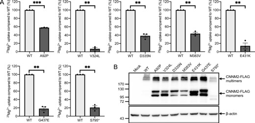 Hypomagnesaemia with varying degrees of extrarenal symptoms as a consequence of heterozygous CNNM2 variants - Scientific Reports