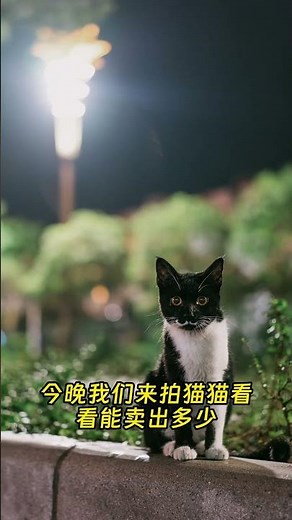图库摄影，感觉下个月的稿费又会破千了，今晚我们来拍猫猫看看能卖出多少