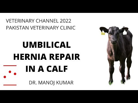 Large Animal Medicine: Umbilical Hernia Repair In A Calf