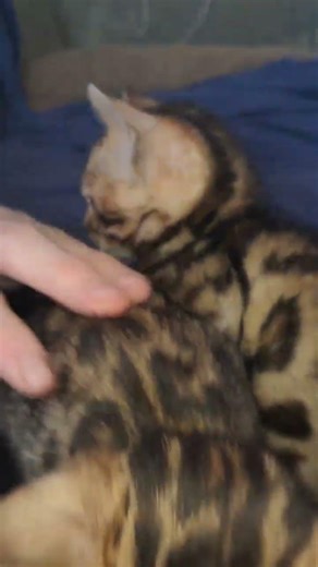 Милые котята леопардовые! 💋💝Бенгальская порода - самая милая! 🧡🤎 #бенгалыхарьков #cat