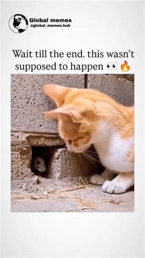 GLOBAL_MEMES on Instagram: "So fast, even time struggles to keep up with a hunting cat! 😳 This video features a charming, staged scenario where a cat accesses a hidden, custom-made space for her kitten using a faux biometric scanner. The Scene: A mother cat and her small kitten are standing in front of a plain wall inside a room. The Action: A paw-print-shaped panel on the wall is glowing. The mother cat lifts her right front paw and touches the glowing panel. The Reveal: Upon successful “scan,