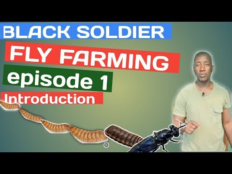 “BSF Farming Ep 1: What & Why | MK Smart Farm