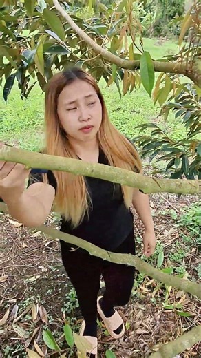 Easy Ways to Make Durian Trees Bear Fruit
