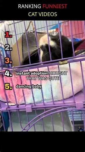 RANKING FUNNIEST CAT VIDEOS #funnyfails #funnycats #ranking