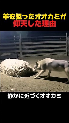 羊を狙ったオオカミが仰天した理由