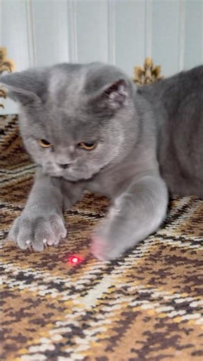 Funniest Cat Laser Chase Ever! 😹🔥 | Super Fast & Cute Reaction