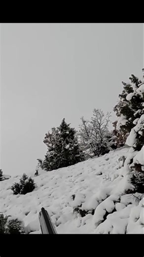 Cold as ice, shot like fire#rabbithunting#chase #snowhunting #hunting #wildlife