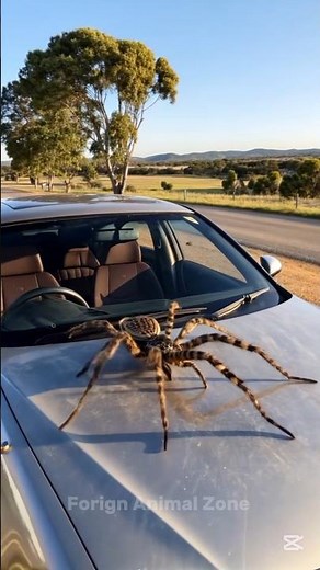 Unbelievable Animals Transformation | Before & After Animals Glow Up