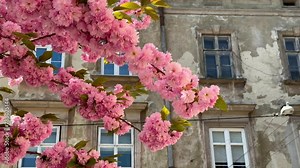 Cherry blossoms and petals flutter in the wind against the backdrop of an old house. Beautiful sakura in spring close-up