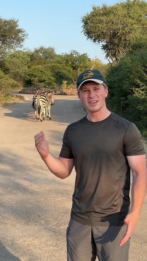 Enjoy a Collection of Zebra Puns… It's Black and White!