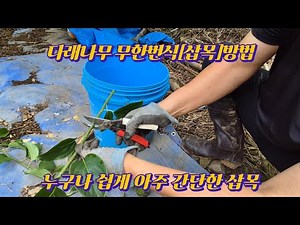 다래나무 무한번식, 다래나무 삽목, 묘목쉽게 만들기, 토종다래
