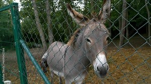A sad donkey confined in an enclosure surrounded by a fence