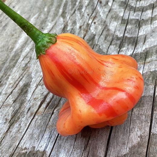Zebrange Pepper Seeds - Mild Heat Pepper - Rare Capsicum Baccatum - Etsy