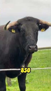 Wagyu: The Golden Breed of Cattle #cows #cattle #countryside #funfacts #bulls