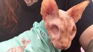 'Spooky' cat with no eyes or fur has become Instagram star