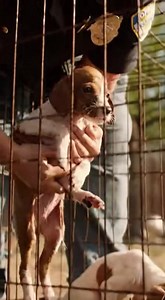 THE WATER HIT THEM BEFORE I COULD SCREAM, A SLUDGY MIX OF GREASE AND SOAP THROWN ONTO FUR AND BONE JUST TO SILENCE THEIR WHIMPERS, AND AS HE TURNED TO LAUGH, I KICKED THE GATE OPEN AND LET THE SUNLIGHT CATCH THE SILVER ON MY BELT. HE THOUGHT NOBODY CARED ABOUT A RUSTED CAGE IN A WEED-CHOKED YARD, BUT HE WAS ABOUT TO LEARN THAT SOME OF US LIVE FOR THE FIGHT. The first thing that hit me wasn't the sight of the cage, but the smell. It was a thick, suffocating heat that rose off the property, carryi