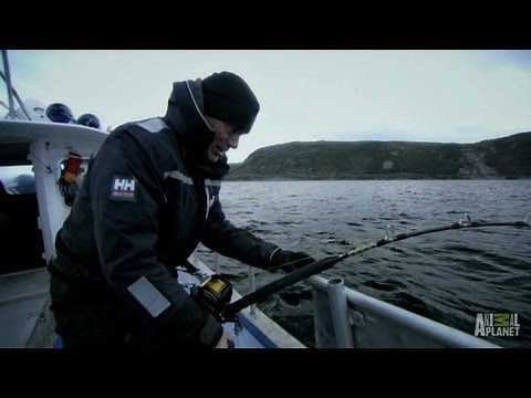 Legend of Loch Ness - How to Catch a Greenland Shark | River Monsters