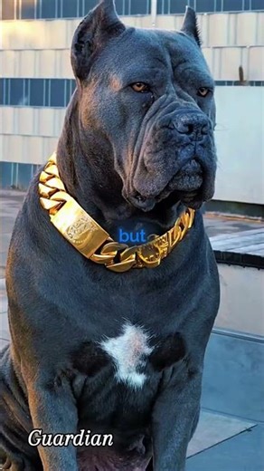 This Puppy Looks Like a Prison Guard | Cane Corso Power