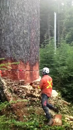 16K views · 137 reactions | World Biggest Tree Cutting Down #arborist #vanisle #dangerous #faller #tree #Cutting | Amazing Food Ranger | Facebook