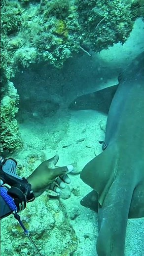 I Got TOO Close to This Giant Nurse Shark… Then It MOVED From the Split Cavern! 🦈😱#shorts #viral