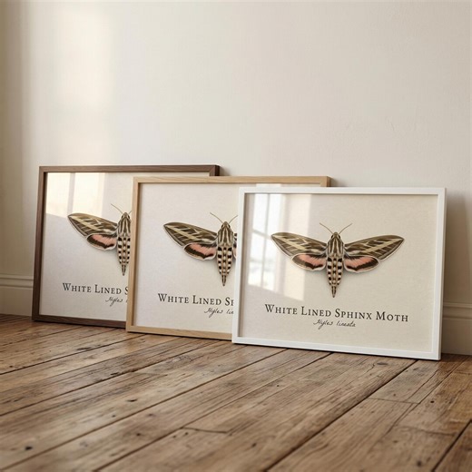 White Lined Sphinx Moth Framed Print – Vintage Scientific Illustration of Hyles Lineata - Etsy