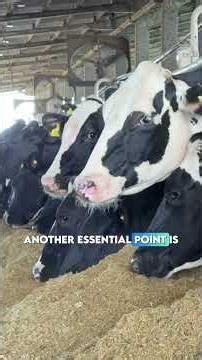 More than 2,400 cows and 100,000 liters of milk per day.