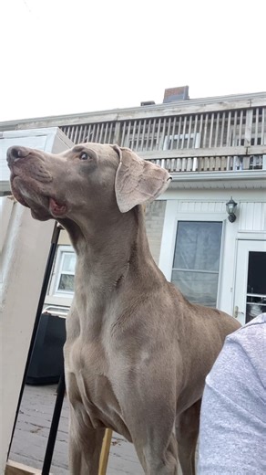 always right there waiting. #dog #weimaraner #doglife #fyp #cutedog