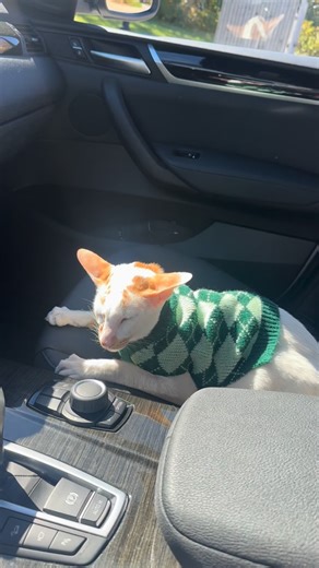 Winston is so handsome in his green argyle sweater💚 | fivecrazycats