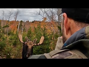 MAINE MOOSE 2024 | Part 2 Rutting Bulls