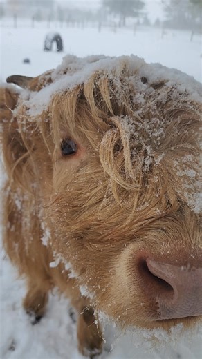 Here is a snowy nose boop from Scarlett! ❤️🐂 | Red Tail Ranch