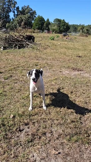 The best part of the day, hands down. ​Ranch dogs are part of the...