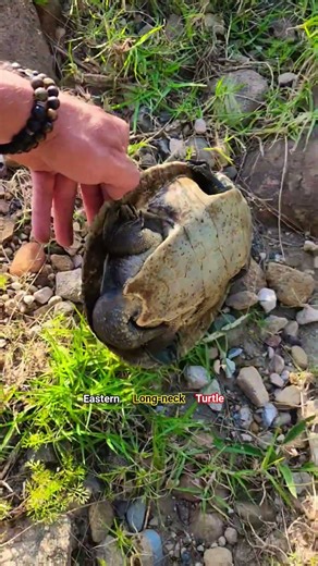Eastern Long-neck Turtle #wildlife #nature #australia #turtle #shorts