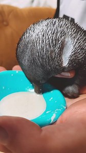 1.9K views · 222 reactions | Puggles are the best! Australians are...