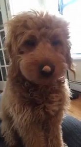 “There’s something on my nose” | Pawpular Pups