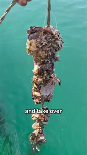 Why Farmers Are Threading Scallop Shells #Seethe