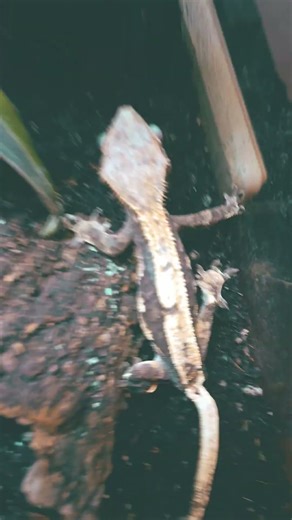 funny look crested# #gecko#short