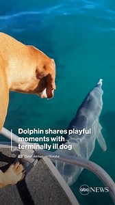 73K views · 1.7K reactions |  meets : A terminally ill dog has a...