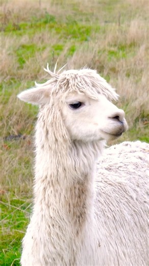 Curiosités incroyables sur le Lama