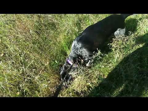 Blood Trailing Deer with a Dog | Training Exercise - The Callie Chronicles