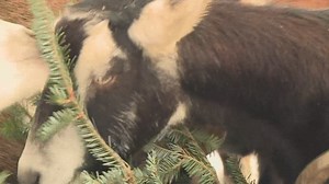 Trees to treats; how some local goats are chowing down on repurposed Christmas decorations